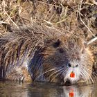 Nutria an der Nied