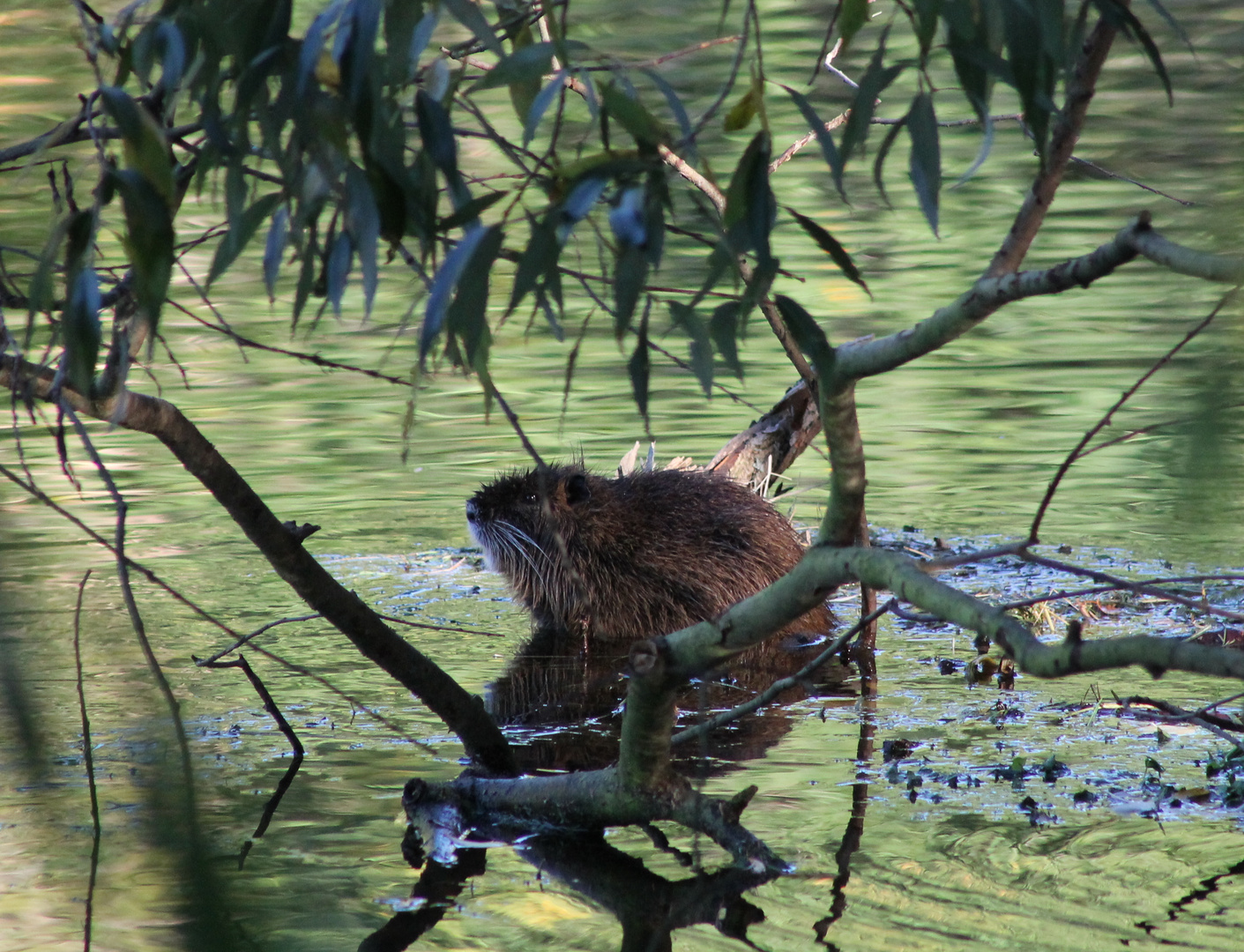 Nutria an der Saale