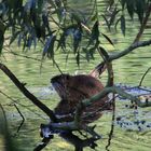 Nutria an der Saale