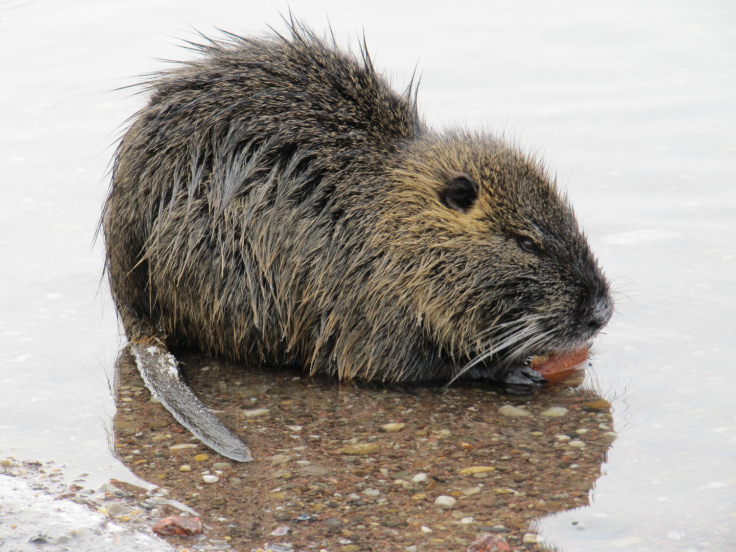 Nutria an der Saale