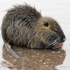 Nutria an der Saale