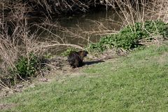 Nutria an der Selz,Rhld _2