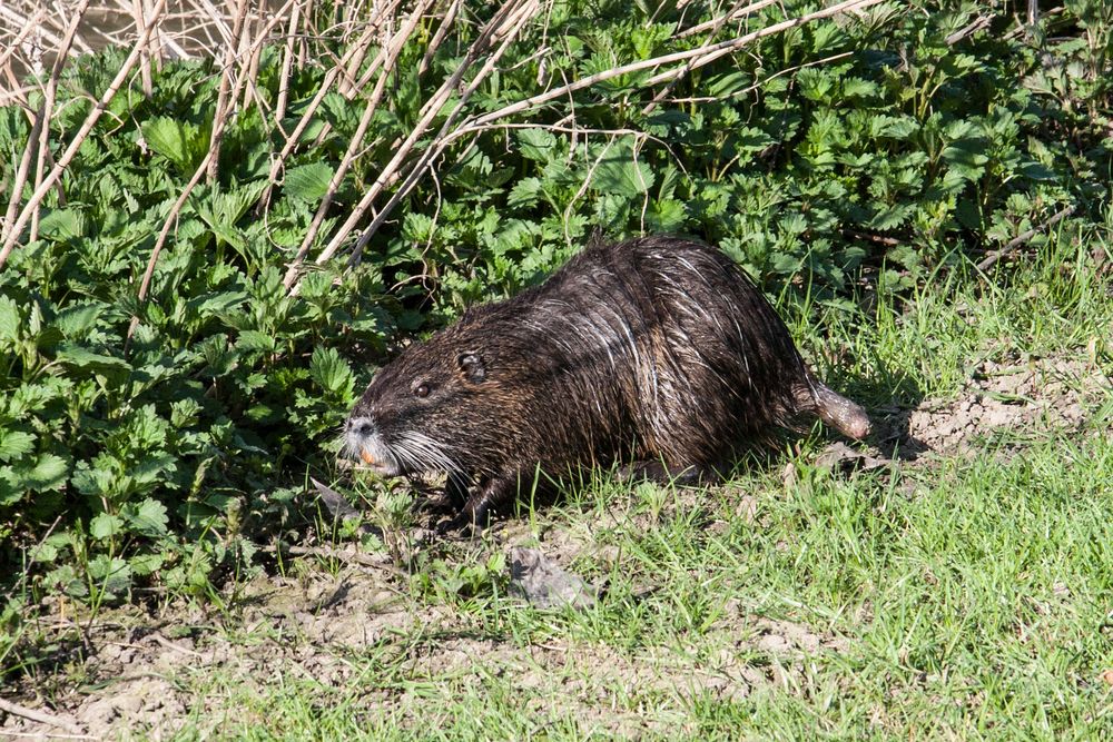 Nutria an der Selz,Rhld