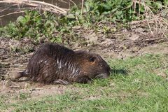 Nutria an der Selz,Rhld_3