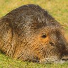 Nutria, auch Biberratte oder Sumpfbiber genannt (NSG Tibaum)