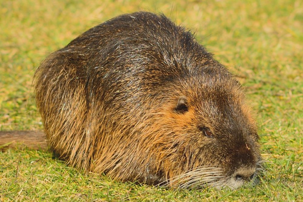 Nutria, auch Biberratte oder Sumpfbiber genannt (NSG Tibaum)