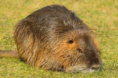 Nutria, auch Biberratte oder Sumpfbiber genannt (NSG Tibaum)