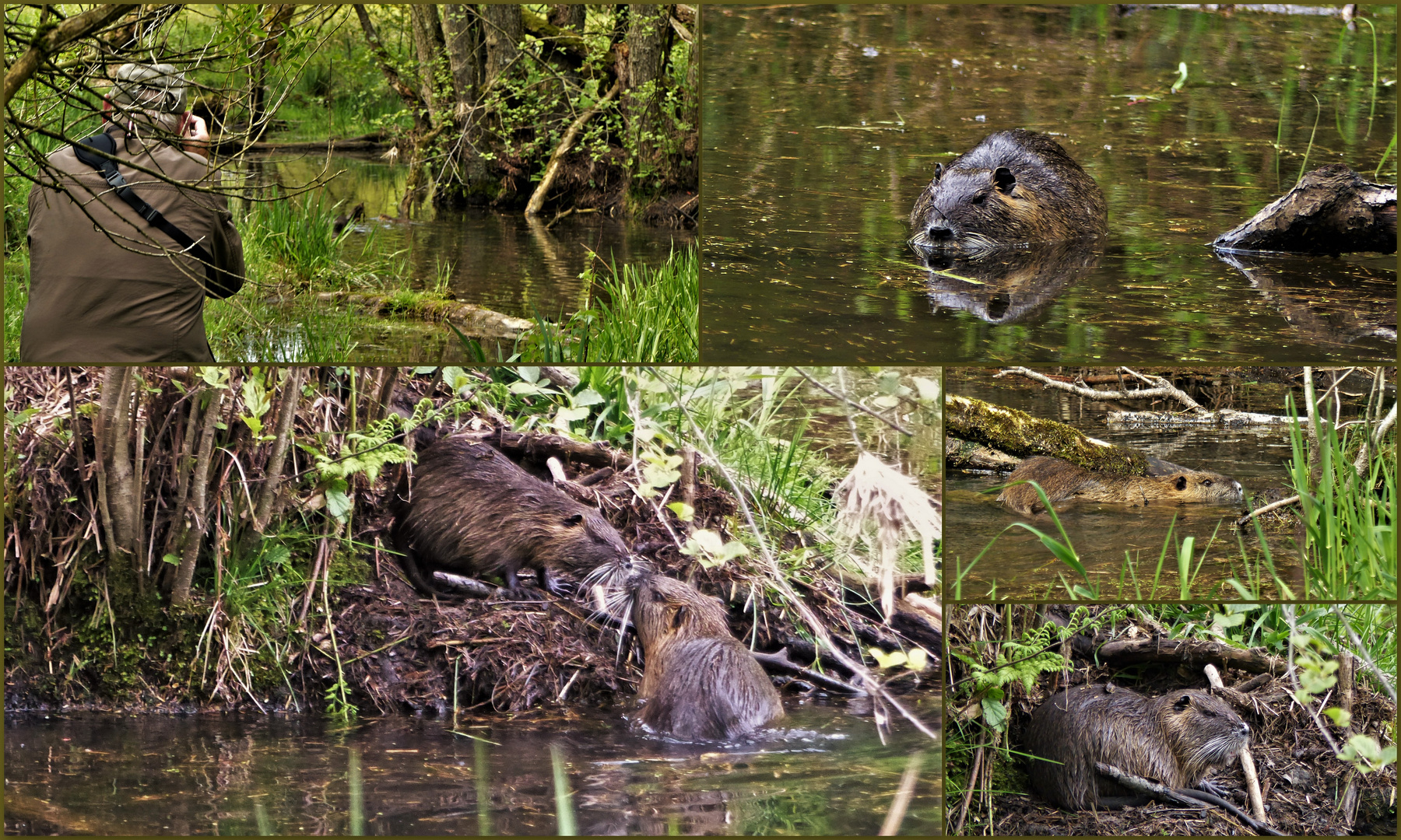  Nutria, auch Sumpfbiber genannt