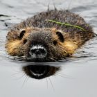 Nutria auf Angriffkurs