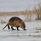 Nutria auf dem Eis