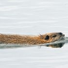 Nutria auf dem Weg nach Hause