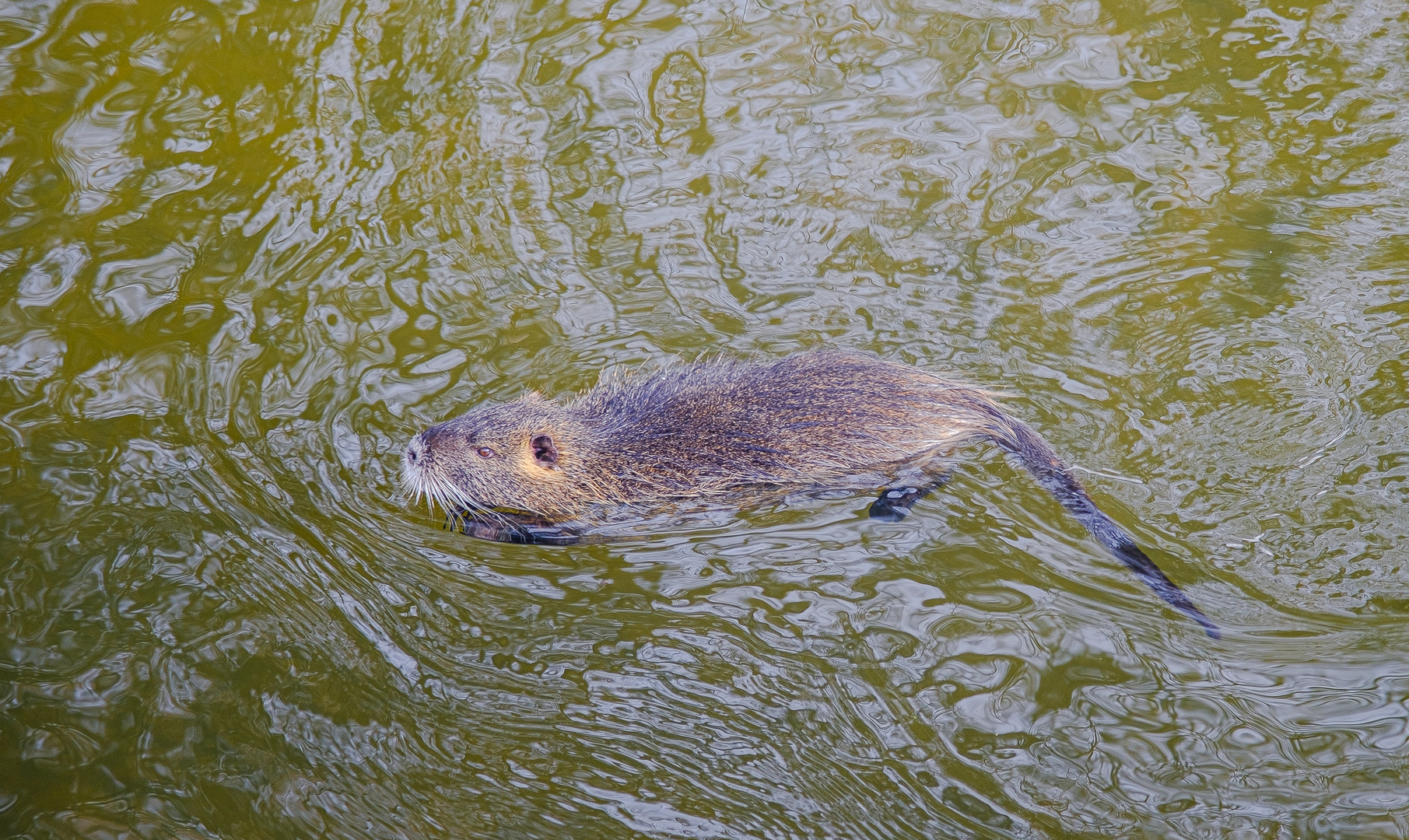 Nutria auf der Pirsch 