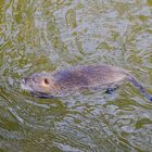 Nutria auf der Pirsch 