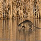 Nutria auf Eis