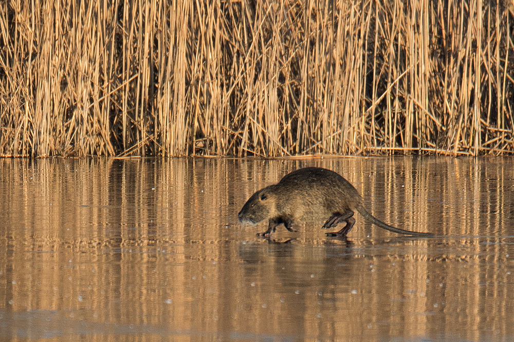 Nutria auf Eis