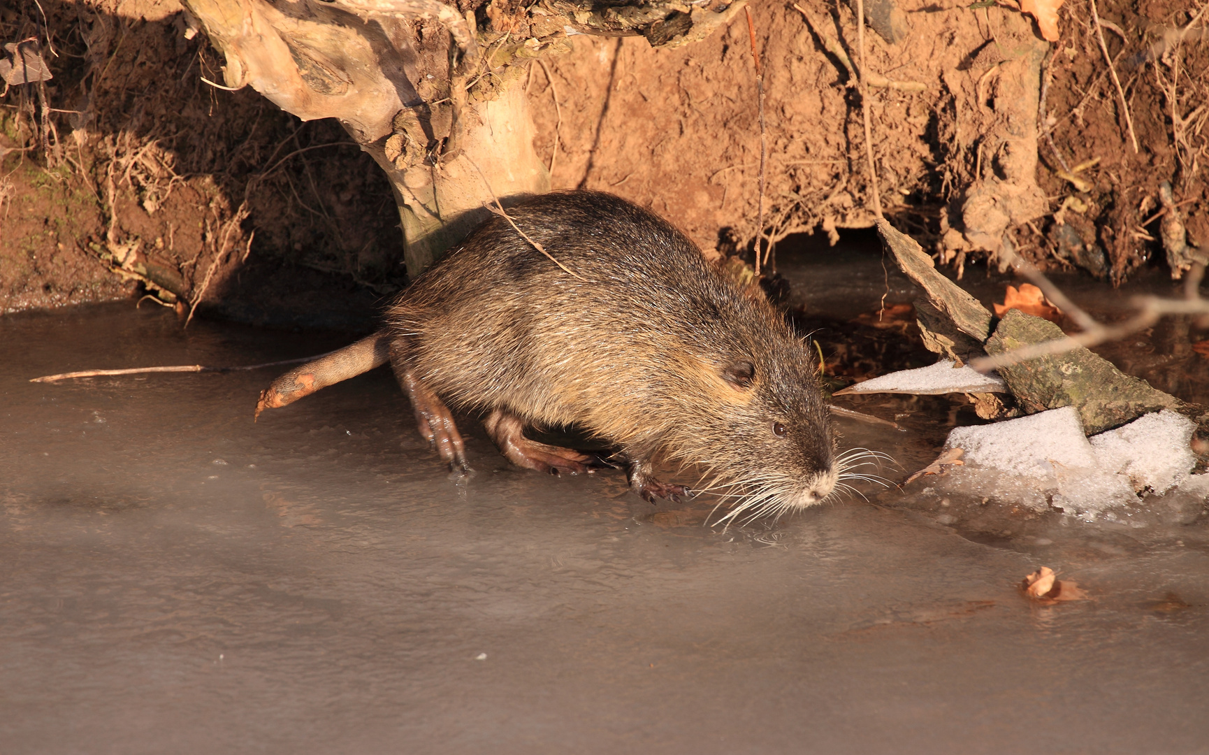 Nutria auf Eis unterwegs