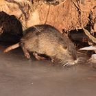 Nutria auf Eis unterwegs