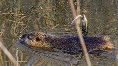 NUTRIA auf Erkundung