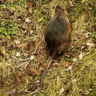 Nutria auf Futtersuche