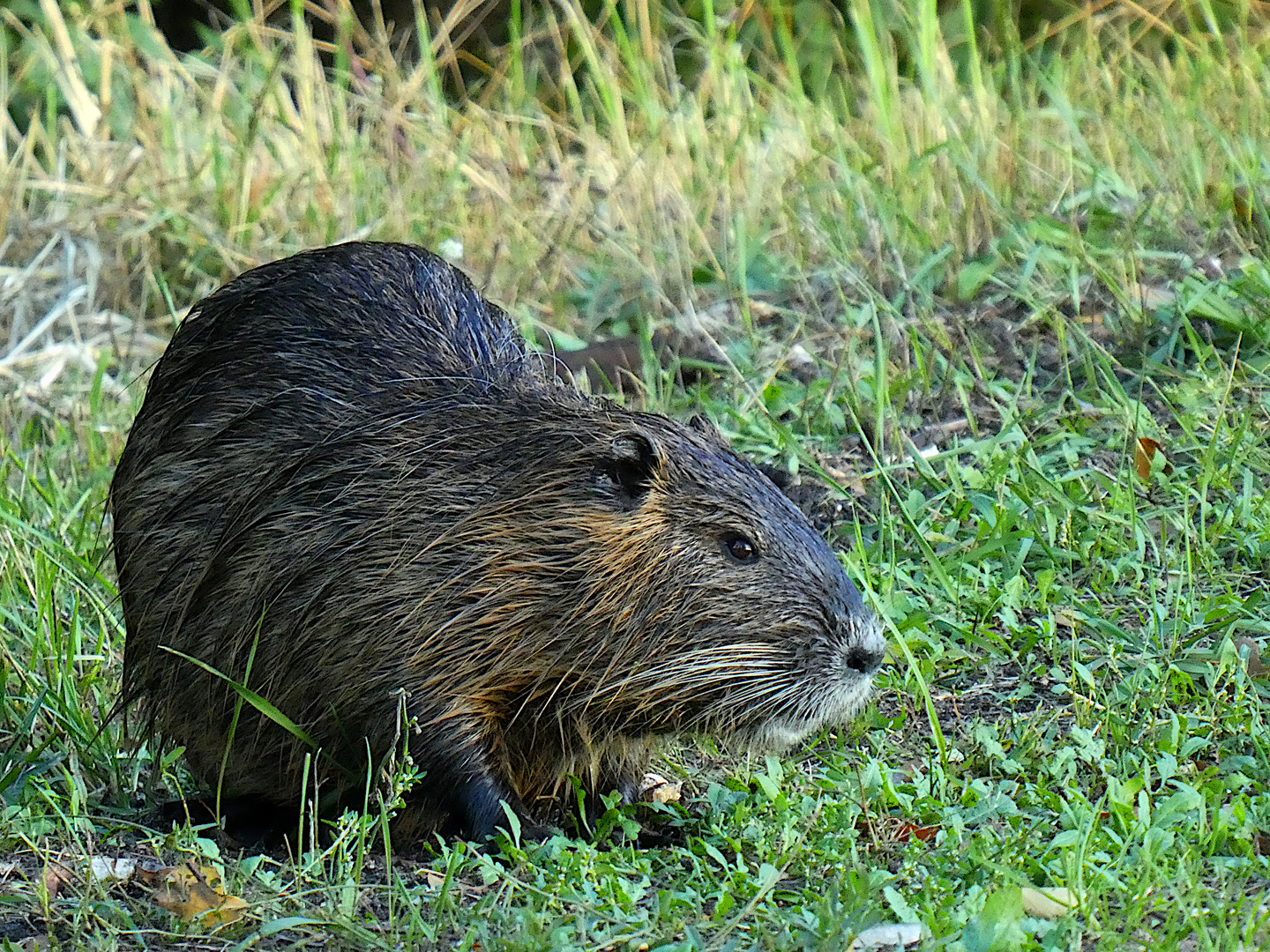 Nutria auf Landgang