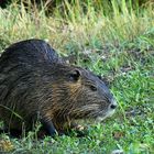 Nutria auf Landgang