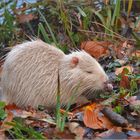 Nutria auf Nahrungssuche   . . .