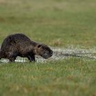 Nutria auf Tour