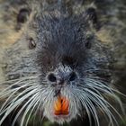 Nutria Auge in Auge