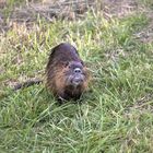 Nutria Auge in Auge