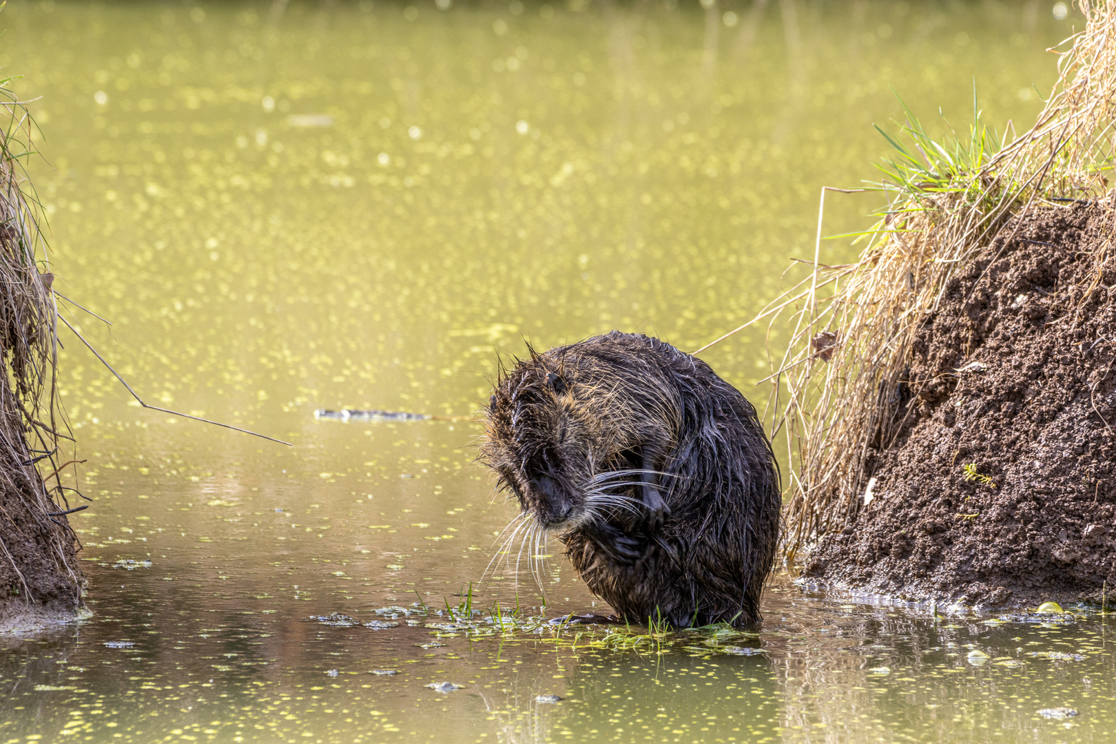 Nutria aus dem Schwabenländle