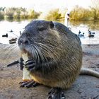 Nutria aus der Nähe