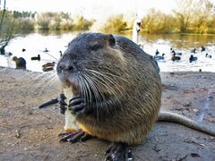 Nutria aus der Nähe