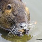 Nutria