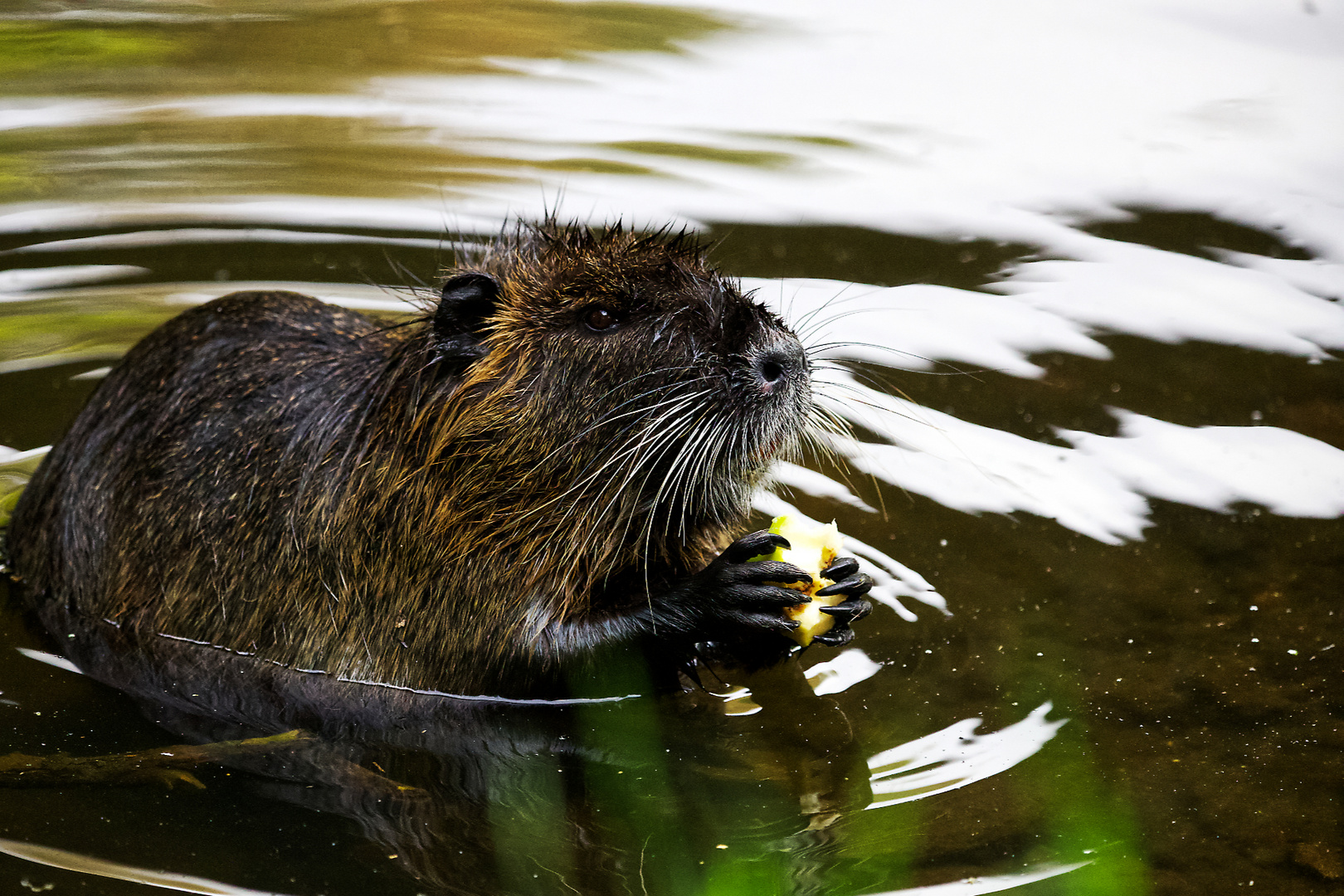 Nutria