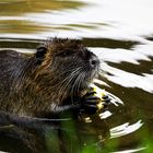 Nutria