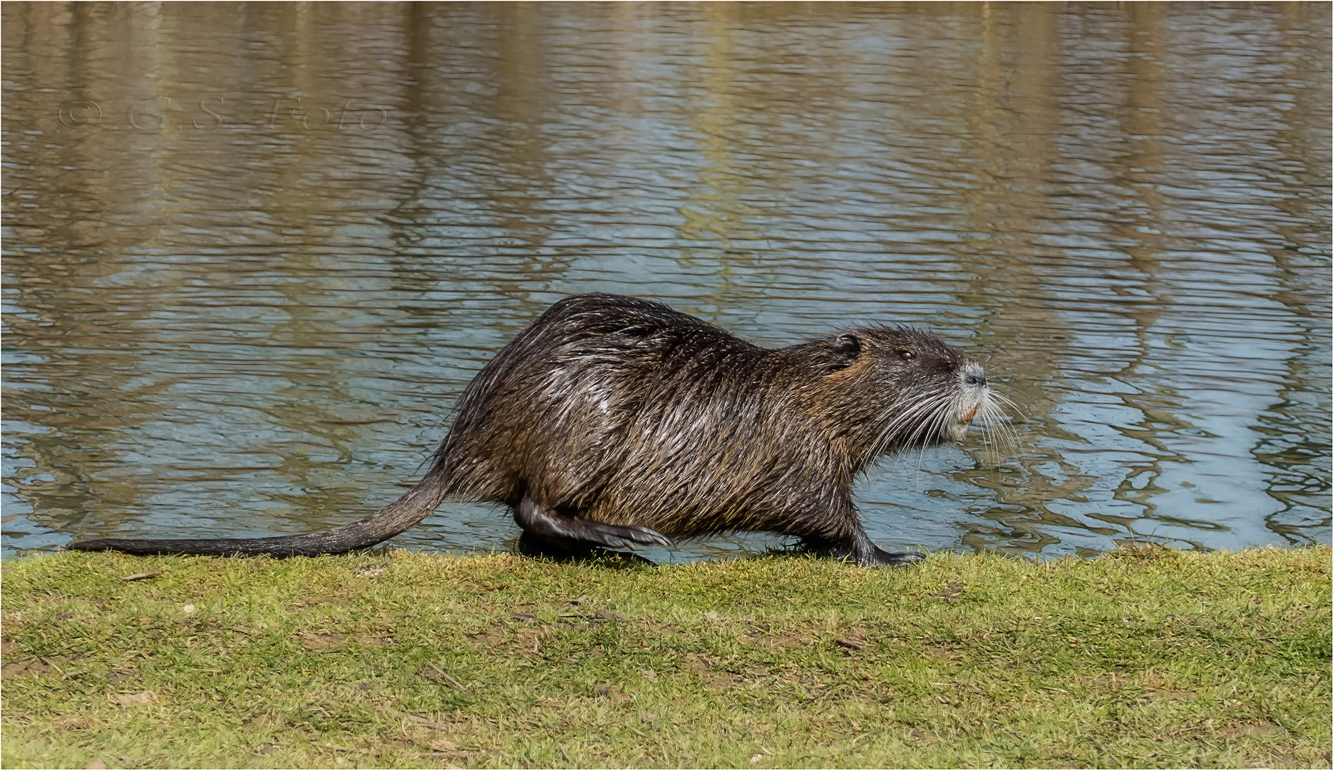 Nutria