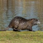 Nutria