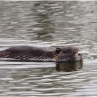 Nutria