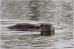 Nutria