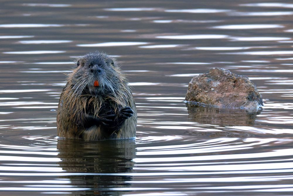 Nutria... 