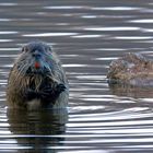 Nutria... 