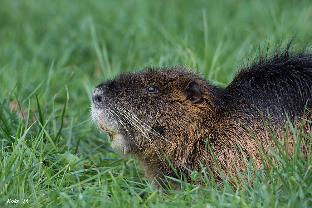 Nutria