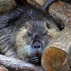 Nutria 