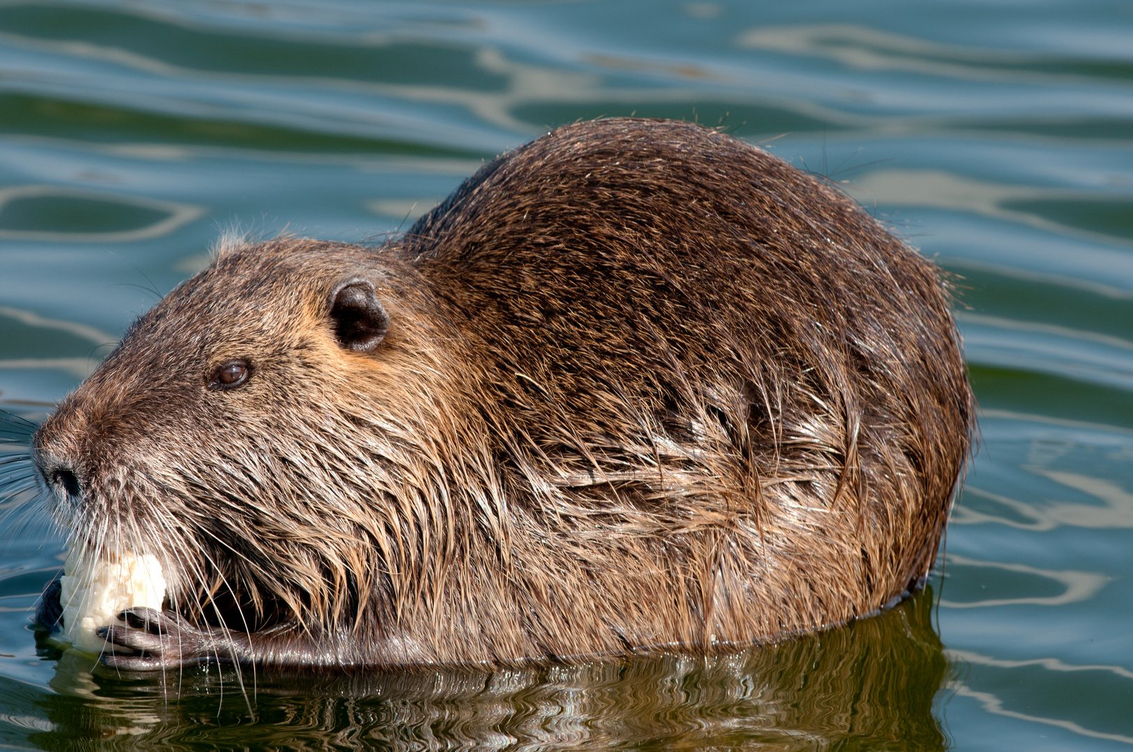 Nutria