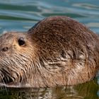 Nutria