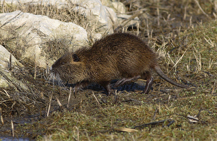 Nutria