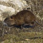 Nutria