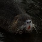 Nutria