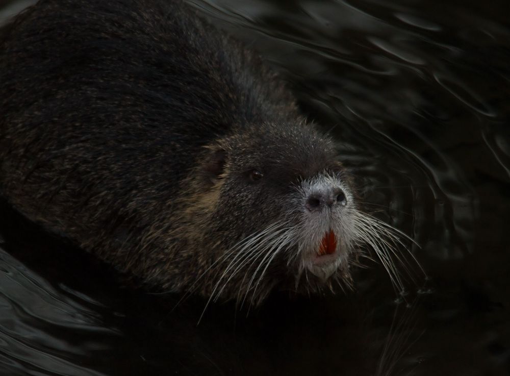 Nutria