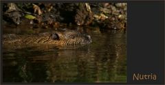 Nutria